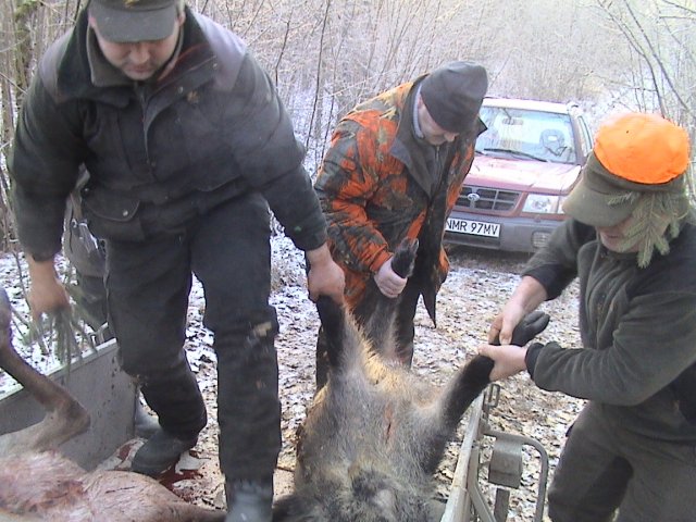 Polowanie noworoczne 03.01.2016